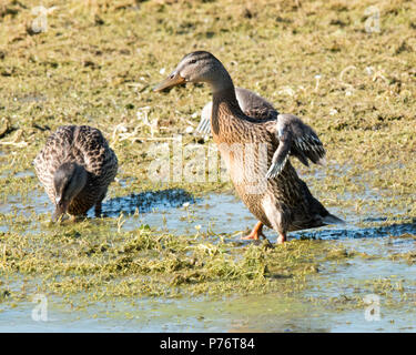 Juvenile Stockente seine Flügel Stockfoto