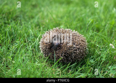 Kleiner Igel die in einer Kugel in einem Gras Stockfoto