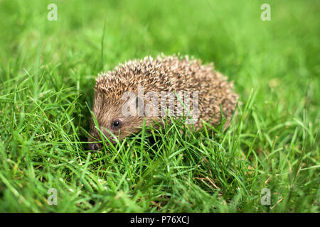 Kleiner Igel die in einem grünen Gras - Profil Nahaufnahme Stockfoto