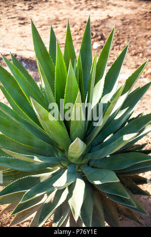 Spiky grünen Kaktus sukkulente Aloe Vera Pflanze draußen wachsen, mit seinen charakteristischen wies Laub im Hochformat. Stockfoto