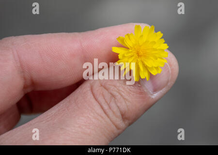 Kleine gelbe Blume zwischen zwei Fingern Stockfoto