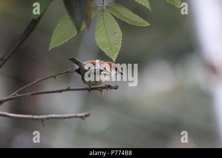 Rote Vögel Spielen auf den Ästen Stockfoto