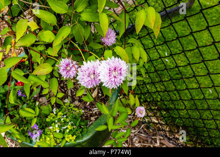 Lila Blume neben dem Zaun Stockfoto