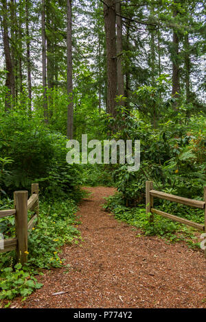 Feldweg führt durch Wald Stockfoto