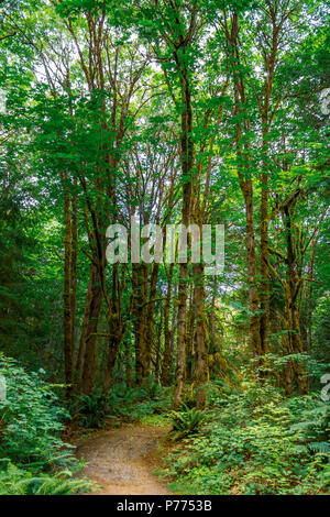 Pfad durch grüne Wälder führende Stockfoto