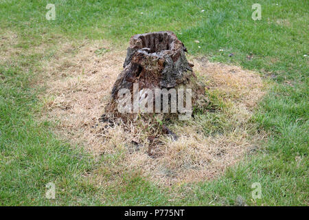 Morschen Baumstumpf mit einem hohlen Zentrum in einem Park von einem Rasen mit einer Band umgeben von Herbizid behandelt Gras um den Baum. Stockfoto