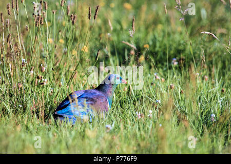 Neuseeländischer Kereru (Holztaube) Stockfoto