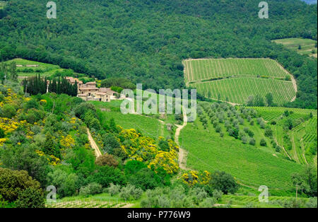 Weinberg in der Nähe von Panzano in Chianti, Toskana, Italien Stockfoto