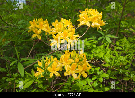 Gelbe Azaleen Blüten blühende Blume im Frühjahr Cumbria England UK Vereinigtes Königreich GB Großbritannien Stockfoto