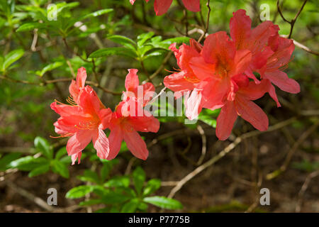 Nahaufnahme von roten Azaleen Azaleen Blüten, die im Frühjahr blühen Cumbria England Vereinigtes Königreich GB Großbritannien Stockfoto