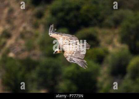 Gänsegeier (Tylose in Fulvus) Soaring in Casares, Spanien Stockfoto