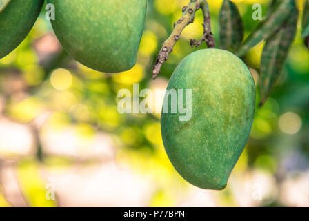 Ein Paar grüne Mangos, hängen von einem Mangobaum. Stockfoto