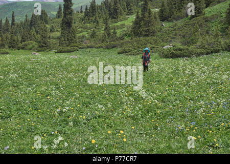 Trekking durch Felder von Wildblumen auf dem alpinen Keskenkija Trek, Jyrgalan, Kirgisistan Stockfoto