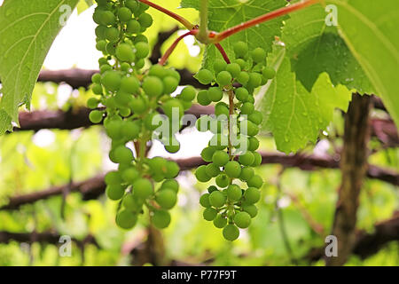 Unreifen Trauben im Sommer nach dem Regen Stockfoto