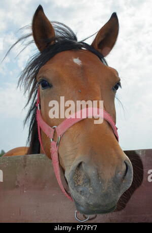 Das braune Pferd Kopf schauen freundlich im Freien, Nahaufnahme, Pferd nach unten schauen direkt in die Kamera, mit Neugier Stockfoto