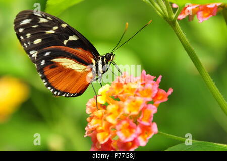 Golden helicon Schmetterling landet in den Gärten für einen Besuch. Stockfoto