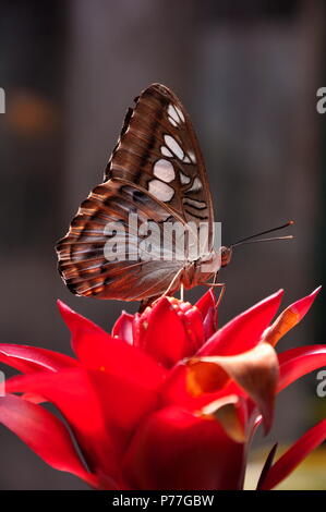 Braun Haarschneider Schmetterling landet in die Gärten. Stockfoto