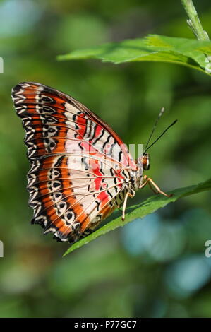 Eine rote Florfliege Schmetterling landet in die Gärten. Stockfoto