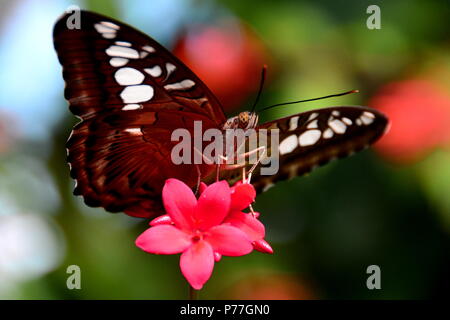 Braun Haarschneider Schmetterling landet in die Gärten. Stockfoto