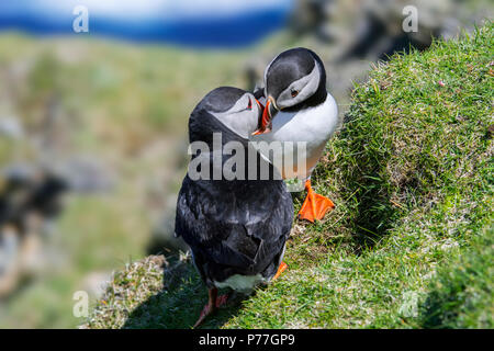 Atlantic Papageitaucher (Fratercula arctica) Abrechnung vor der Höhle am Meer auf einer Klippe in seabird Kolonie, Hermaness, Unst, Shetlandinseln, Schottland, Großbritannien Stockfoto