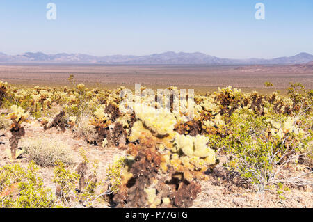 Die Berge in der Joshua Tree National Park in Pinto Basin im sonnigen Kalifornien. Stockfoto