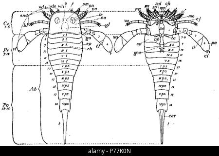 Der eurypterida von New York. Band 1. New York State Museum Abhandlung 14, Bild 2. 1912 13 Die eurypterida von New York Abbildung 2 Stockfoto