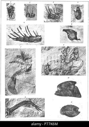 Der eurypterida von New York. Band 2. New York State Museum Abhandlung 14, Platte 7. 1912 14 Die eurypterida von New York Platte 7 Stockfoto