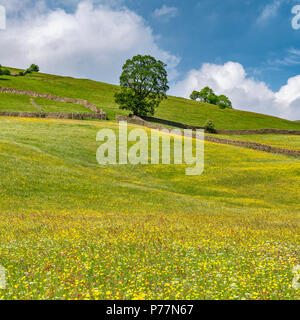 Wilde Blume wiesen am Muker in Swaledale Stockfoto