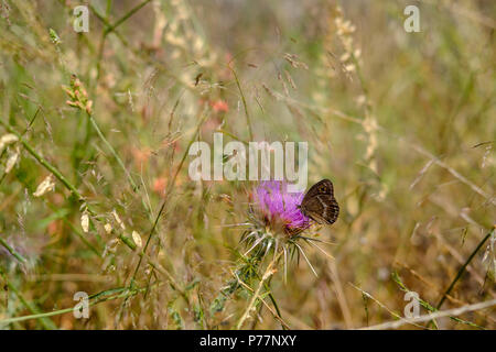 Braun butterfly ruht auf einem lila Blüte im hohen Gras und wilden Blumen auf einer Wiese an einem sonnigen Nachmittag, Ost Attika, Griechenland, Europa. Stockfoto
