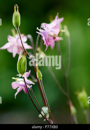 Akelei Blumen Stockfoto