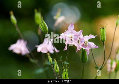 Akelei Blumen Stockfoto