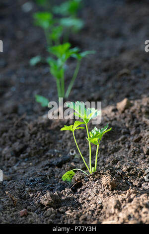 Apium graveolens. Knollensellerie Sämlinge in einem Gemüsebeet. Großbritannien Stockfoto