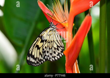 Weiß baum Nymphe Schmetterling auf einem Bird of paradise blühen. Stockfoto