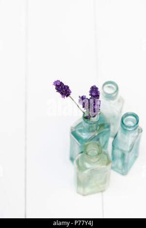 Lavandula. Gepflückt Lavendel ‘Hidcote’ Blumen in alten Glasflasche auf weißem Hintergrund. Flacher Freiheitsgrad Stockfoto