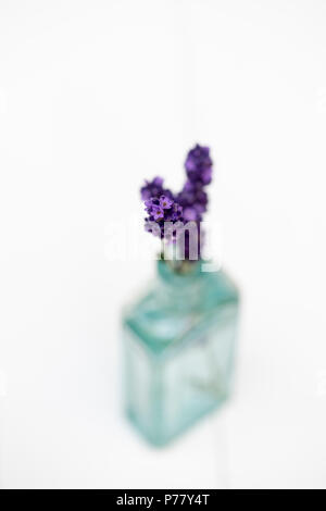 Lavandula. Gepflückt Lavendel ‘Hidcote’ Blumen in alten Glasflasche auf weißem Hintergrund. Flacher Freiheitsgrad Stockfoto