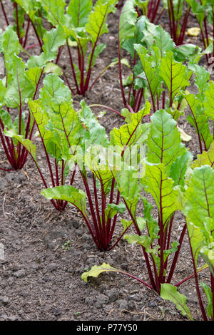 Beta vulgaris. Rote Beete Red Hawk F1 wächst in einem Gemüsegarten. Großbritannien Stockfoto