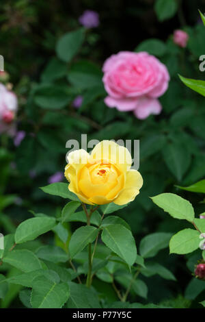 Rosa 'Graham Thomas'. Englische Rose Stockfoto