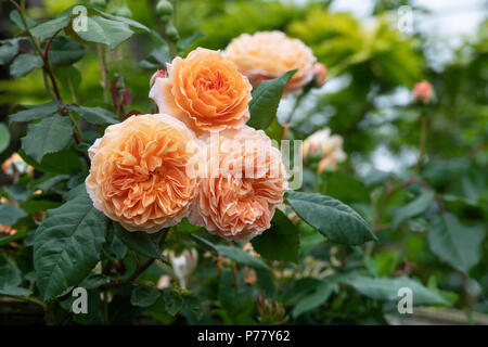 Rosa 'Graham Thomas'. Englische Rose Stockfoto