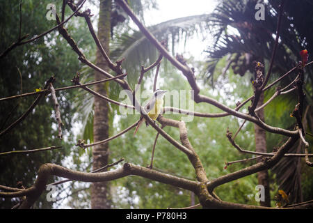 Yellow-bellied Tyrannulet schopftyrann Vogel mit schwarzen Schnabel und gelbe Federn sitzt auf einem Baum im Wald von Costa Rica Stockfoto