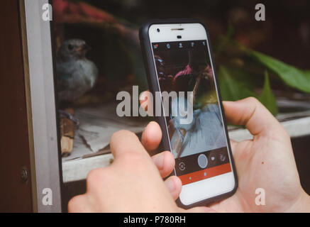 Junger Mann nimmt Foto mit seiner Telefonnummer eines kleinen Vogels hinter einer Glastür einer Box Stockfoto