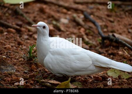 Frieden weiße Taube Stockfoto