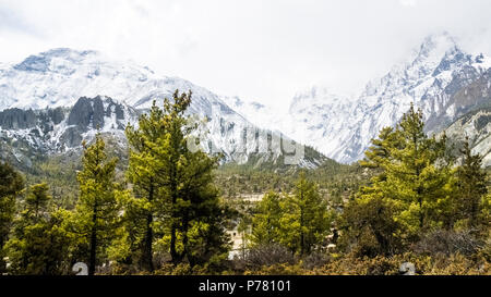 Pinien im Vordergrund, auf die schneebedeckten Berge an einem bewölkten Tag, Annapurna Rundweg, Nepal Stockfoto