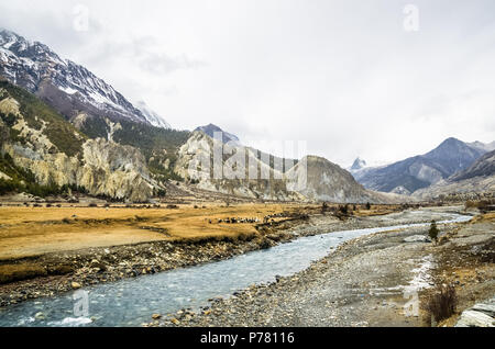 Herde Schafe weiden neben einem Fluss im Winter auf dem Annapurna Circuit Trail in der Nähe von Braga, Nepal Stockfoto