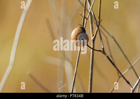 Kleine Landschnecke über einer getrockneten Pflanze auf dem öffentlichen Anwesen Can Marroig im Naturpark Ses Salines (Formentera, Balearen, Spanien) Stockfoto