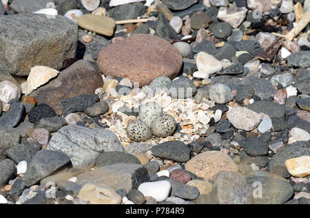 Drei Eier in einem kibitze (Charadrius hiaticula) Nest in einem Kratzen in die Kieselsteine am Strand von Ballycastle. Ballycastle, Antrim, Northern Irelan Stockfoto