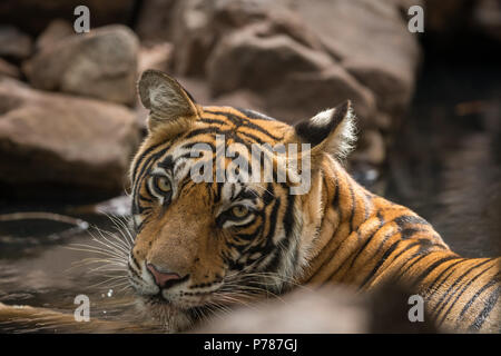 Eine tigerin Kühlung von in Wasser Stockfoto