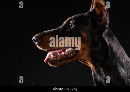 Portrait von Dobermann auf schwarzem Hintergrund. ausgebildeten Hund Stockfoto