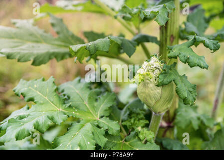 Gefährliche giftige Pflanze Riesenbärenklau im Feld, blühen. Auch als Kuh Pastinaken oder Heracleum bekannt Stockfoto