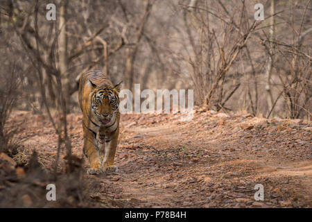 Eine Tigerin auf der Pirsch, Ranthambore Nationalpark Stockfoto