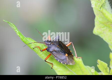 Rotbeinige Shieldbug, bekannt auch als Wald-Bug, Pentatoma Art, ein Garten Schädlingsbekämpfung Stockfoto